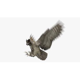 3D Great Horned Owl Animated model
